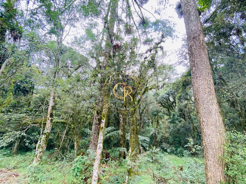 Terreno no condomínio Pinheiro Grosso!: 3ª foto da galeria de imagens do imóvel