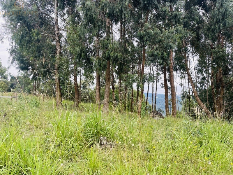 Terreno com vista para o Vale em Canela: 4ª foto da galeria de imagens do imóvel