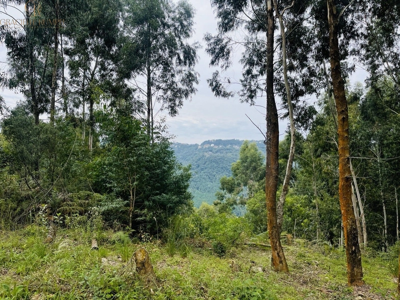 Terreno com vista para o Vale em Canela: 2ª foto da galeria de imagens do imóvel