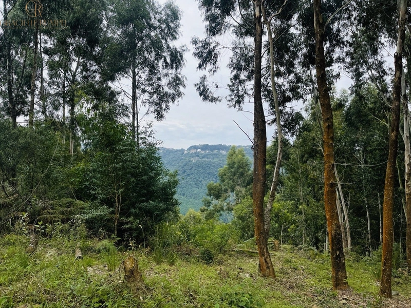 Terreno com vista para o Vale em Canela: 1ª foto da galeria de imagens do imóvel