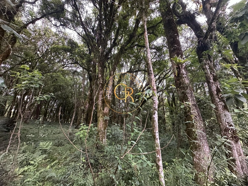 Terreno em Condomínio de Alto Padrão em Canela!: 5ª foto da galeria de imagens do imóvel