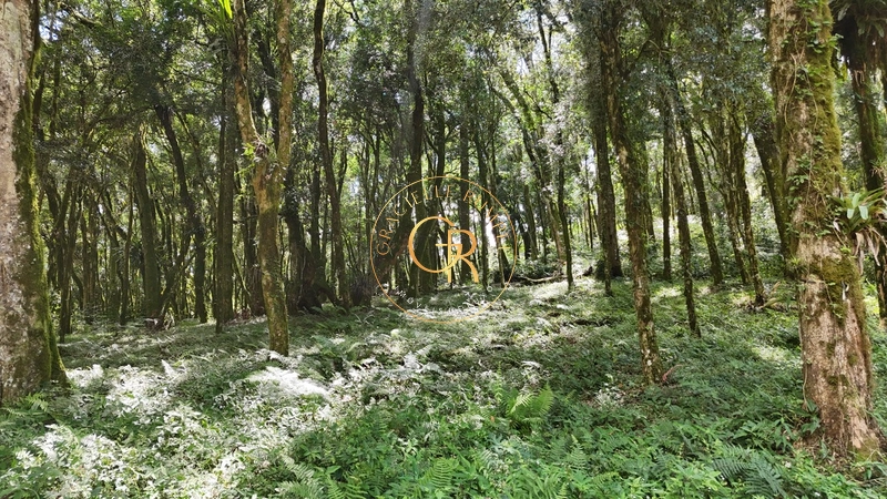 Terreno com projeto aprovado em Condomínio de Alto Padrão em Canela: 2ª foto da galeria de imagens do imóvel