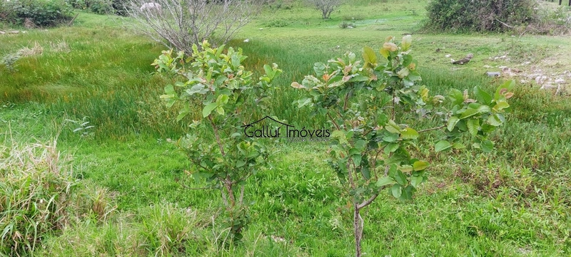 Terreno plano de 2.458m², Vargem Grande, Florianópolis, Sc: 5ª foto da galeria de imagens do imóvel