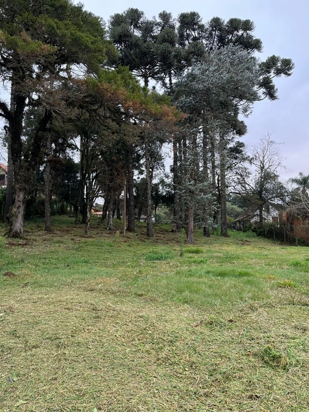 Terreno em Canela com casa: 6ª foto da galeria de imagens do imóvel