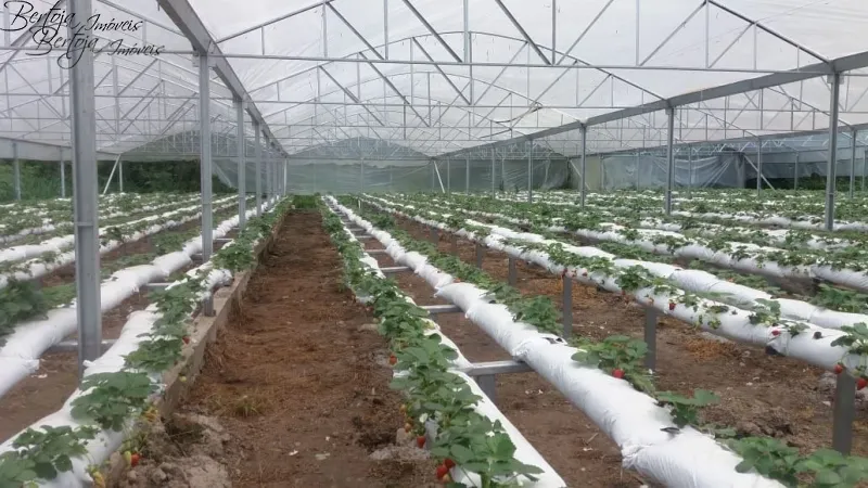 SÍTIO COM CASA E LICENÇA PARA CULTIVO DE MORANGOS: 4ª foto da galeria de imagens do imóvel
