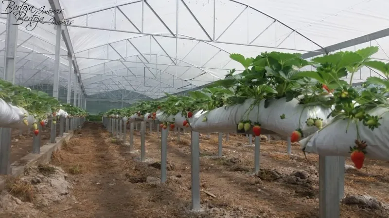 SÍTIO COM CASA E LICENÇA PARA CULTIVO DE MORANGOS: 3ª foto da galeria de imagens do imóvel
