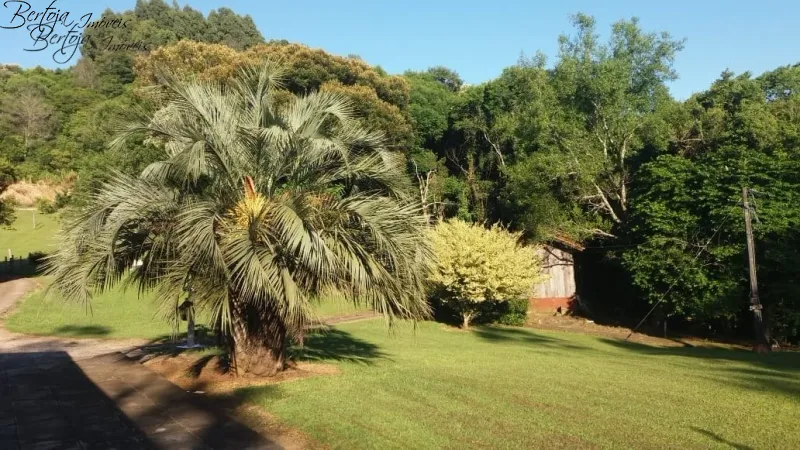 SÍTIO COM CASA E LICENÇA PARA CULTIVO DE MORANGOS: 6ª foto da galeria de imagens do imóvel