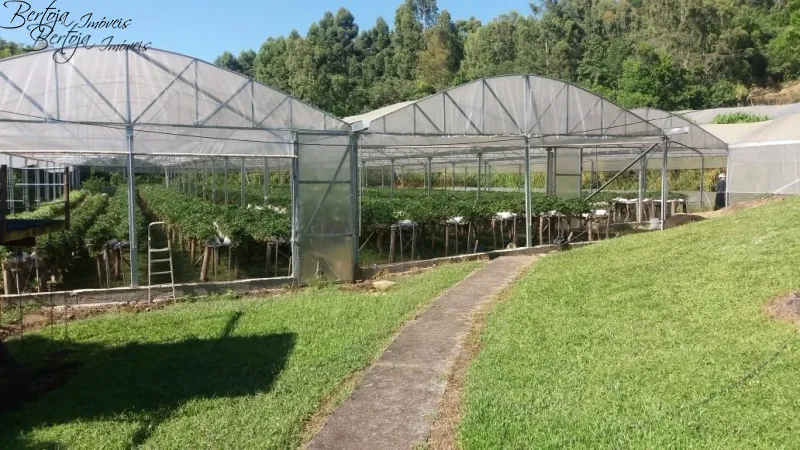 SÍTIO COM CASA E LICENÇA PARA CULTIVO DE MORANGOS: 2ª foto da galeria de imagens do imóvel
