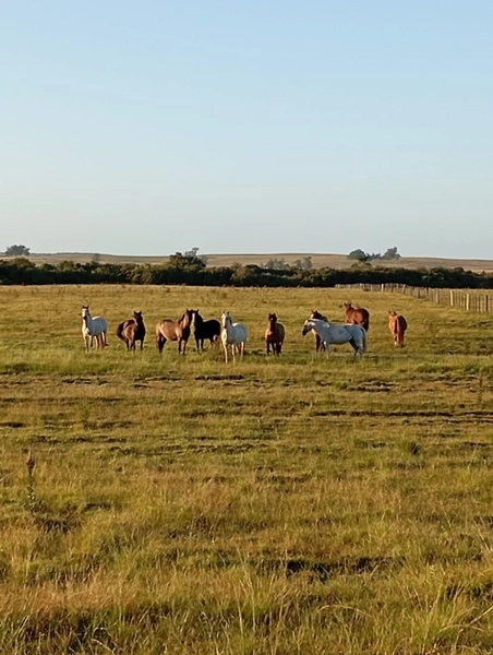 12 hectares: 7ª foto da galeria de imagens do imóvel