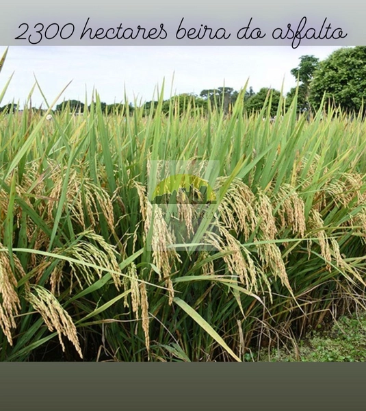 2300 hectares de terra para soja e arroz: 1ª foto da galeria de imagens do imóvel