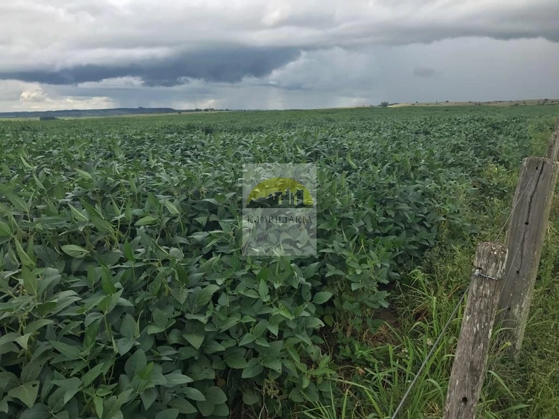 1080 hectares de terra para soja e arroz: 5ª foto da galeria de imagens do imóvel