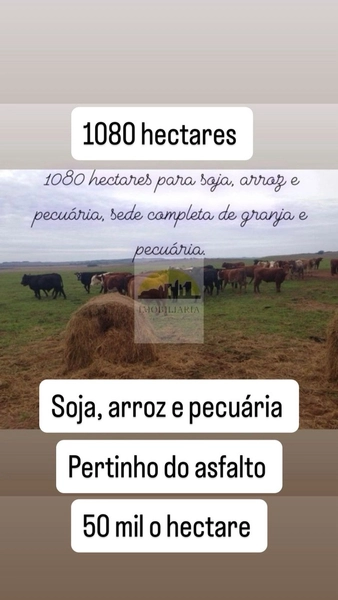 1080 hectares de terra para soja e arroz: 1ª foto da galeria de imagens do imóvel