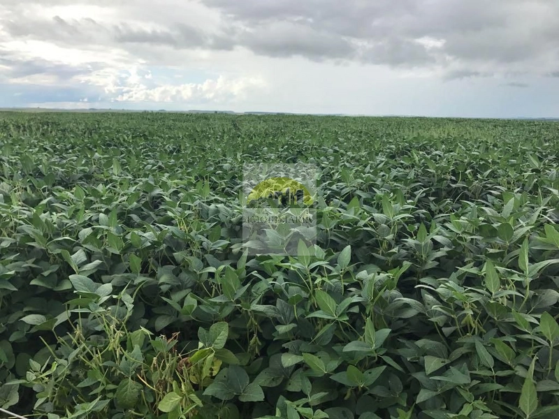 1080 hectares de terra para soja e arroz: 4ª foto da galeria de imagens do imóvel