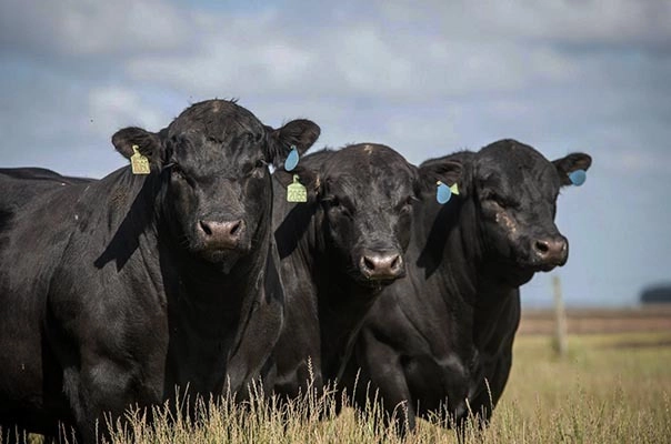 210 hectares de terra para pecuária: 1ª foto da galeria de imagens do imóvel