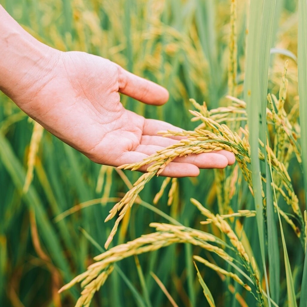 713 hectares de terra para arroz, pecuária e soja: 1ª foto da galeria de imagens do imóvel