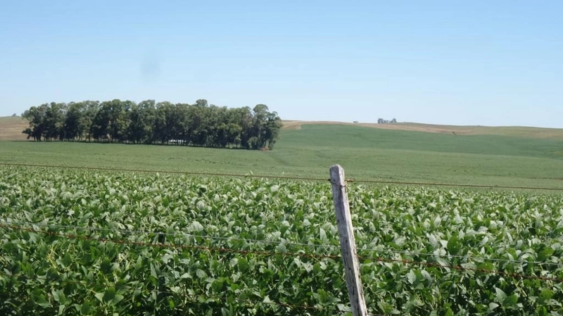 1300 hectares de terra para soja: 3ª foto da galeria de imagens do imóvel