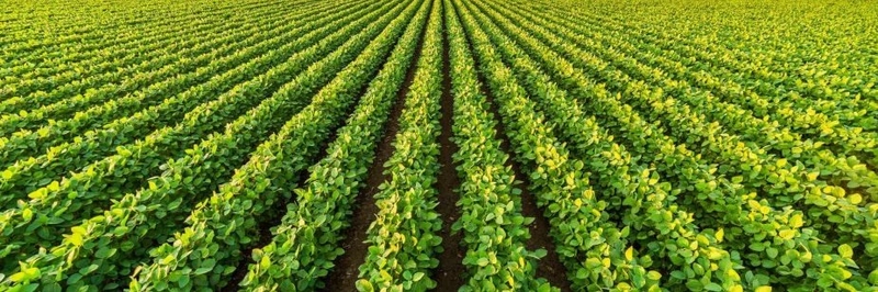1647 hectares de terra para soja: 1ª foto da galeria de imagens do imóvel
