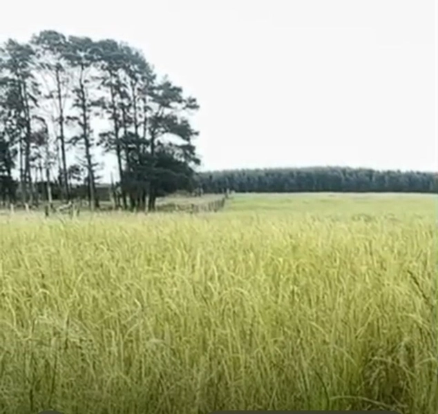 320 hectares de terra para pecuária