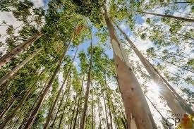 440 hectares de terra para soja, pecuária e eucalipto: 1ª foto da galeria de imagens do imóvel