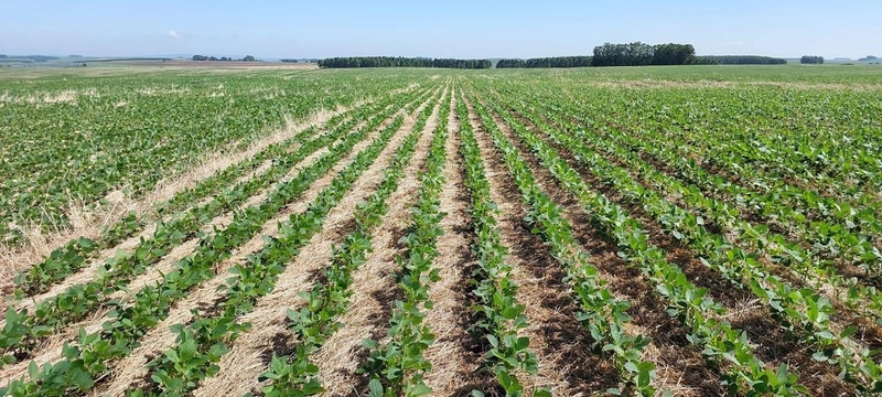 450 hectares de terra para soja: 1ª foto da galeria de imagens do imóvel
