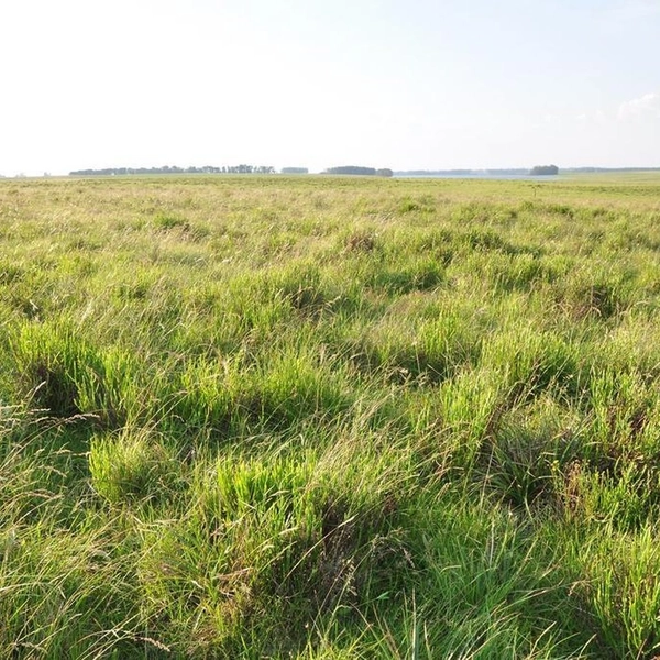 600 hectares de terra para soja: 1ª foto da galeria de imagens do imóvel