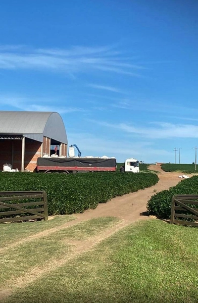 734 HECTARES COM PIVÔ E ARMAZÉM, PERTO DO ASFALTO: 13ª foto da galeria de imagens do imóvel