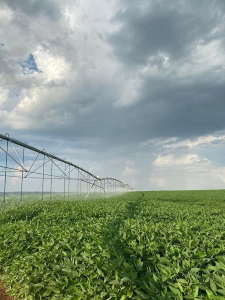 734 HECTARES COM PIVÔ E ARMAZÉM, PERTO DO ASFALTO: 2ª foto da galeria de imagens do imóvel