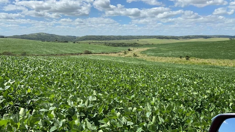 667 hectares de terra para soja e pecuária: 7ª foto da galeria de imagens do imóvel