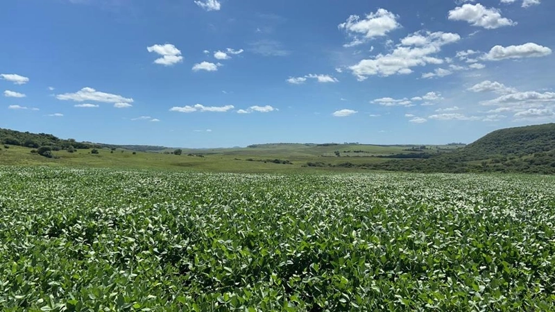 667 hectares de terra para soja e pecuária: 2ª foto da galeria de imagens do imóvel