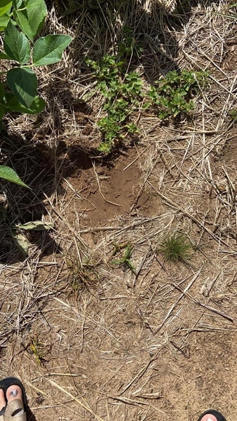 667 hectares de terra para soja e pecuária: 4ª foto da galeria de imagens do imóvel
