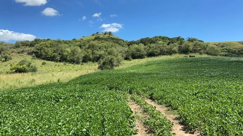 667 hectares de terra para soja e pecuária: 5ª foto da galeria de imagens do imóvel