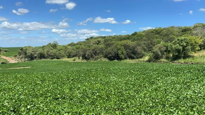 667 hectares de terra para soja e pecuária: 10ª foto da galeria de imagens do imóvel