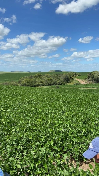 667 hectares de terra para soja e pecuária: 6ª foto da galeria de imagens do imóvel