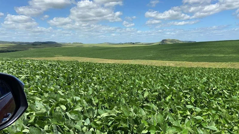 667 hectares de terra para soja e pecuária: 1ª foto da galeria de imagens do imóvel