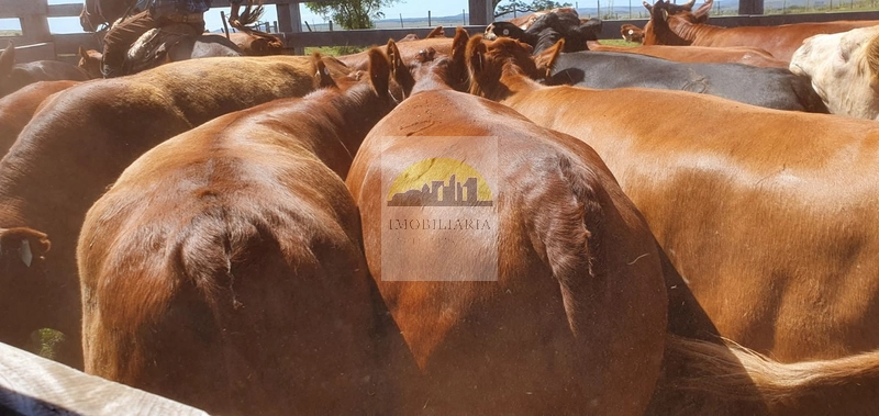 : 6ª foto da galeria de imagens do imóvel