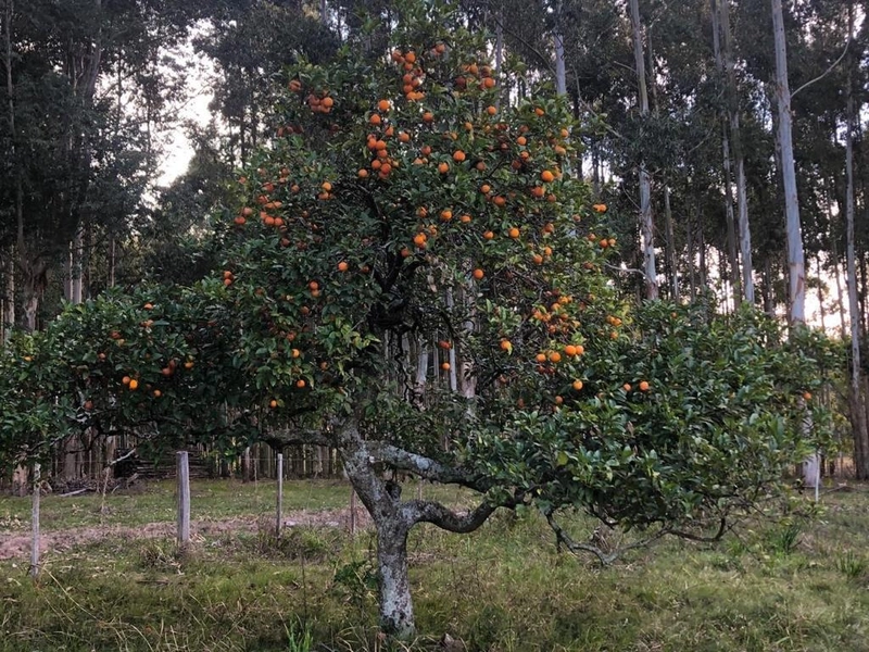 5 hectares: 7ª foto da galeria de imagens do imóvel