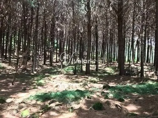 EXCELENTE CAMPO/ FAZENDA EM CAMBARÁ DO SUL/RS: 5ª foto da galeria de imagens do imóvel