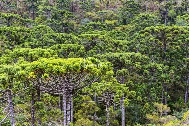 EXCELENTE CAMPO/ FAZENDA EM CAMBARÁ DO SUL/RS: 3ª foto da galeria de imagens do imóvel