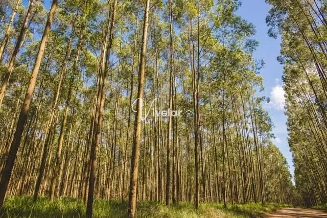 EXCELENTE CAMPO/ FAZENDA EM CAMBARÁ DO SUL/RS: 2ª foto da galeria de imagens do imóvel