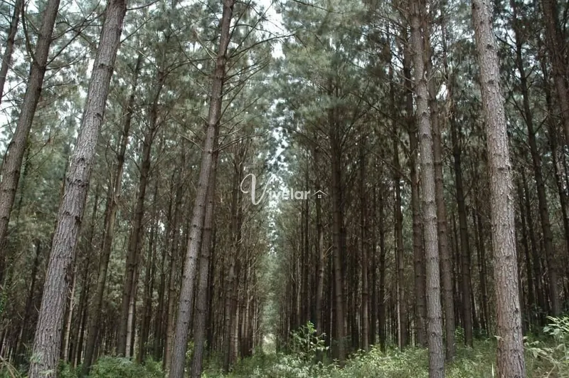 EXCELENTE CAMPO/ FAZENDA EM CAMBARÁ DO SUL/RS: 4ª foto da galeria de imagens do imóvel