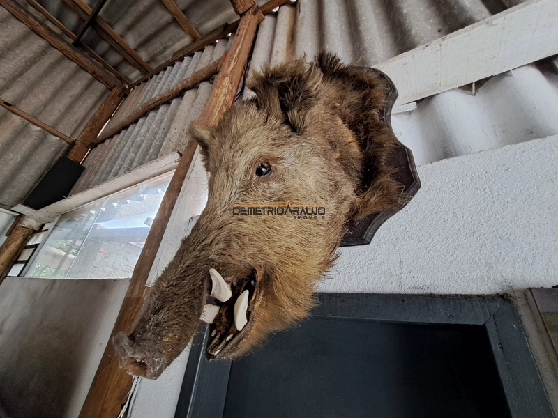 Sítio dos Sonhos pertinho da Cidade!!: 27ª foto da galeria de imagens do imóvel