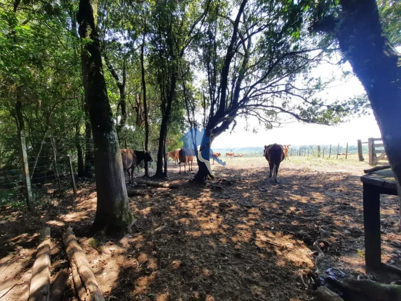 São 12 hectares com 80% de aproveitamento / Pains: 38ª foto da galeria de imagens do imóvel