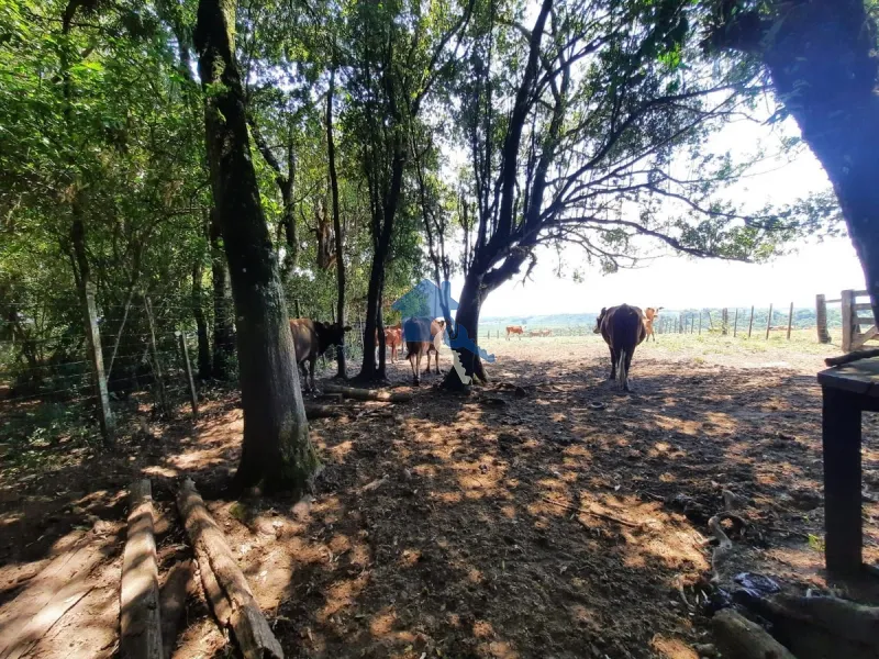 São 12 hectares com 80% de aproveitamento / Pains: 39ª foto da galeria de imagens do imóvel