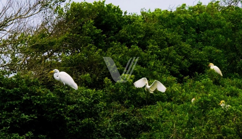 Terreno no Bairro planejado VERDE MAR, Curumim: 13ª foto da galeria de imagens do imóvel