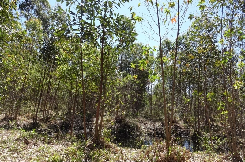 30 HECTARES DE TERRAS PARA PASTAGEM E OUTRAS ATIVIDADES: 7ª foto da galeria de imagens do imóvel