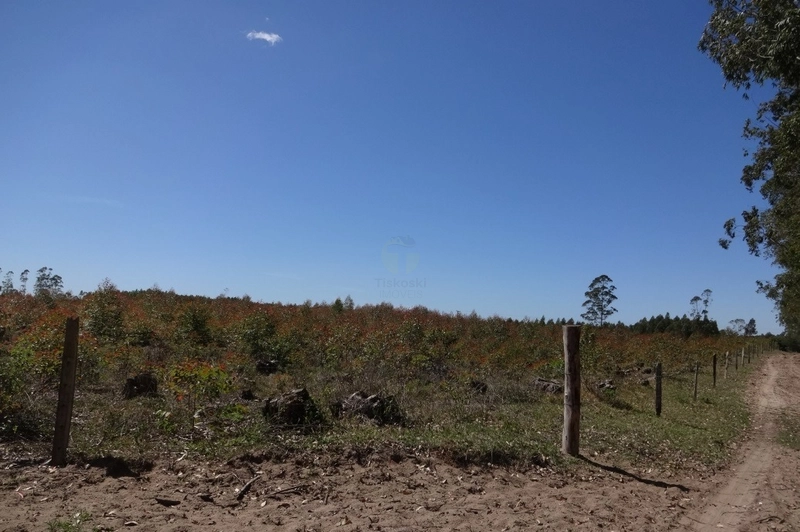 30 HECTARES DE TERRAS PARA PASTAGEM E OUTRAS ATIVIDADES: 8ª foto da galeria de imagens do imóvel