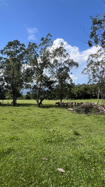 ÁREA NA ROTA DO SOL: 8ª foto da galeria de imagens do imóvel