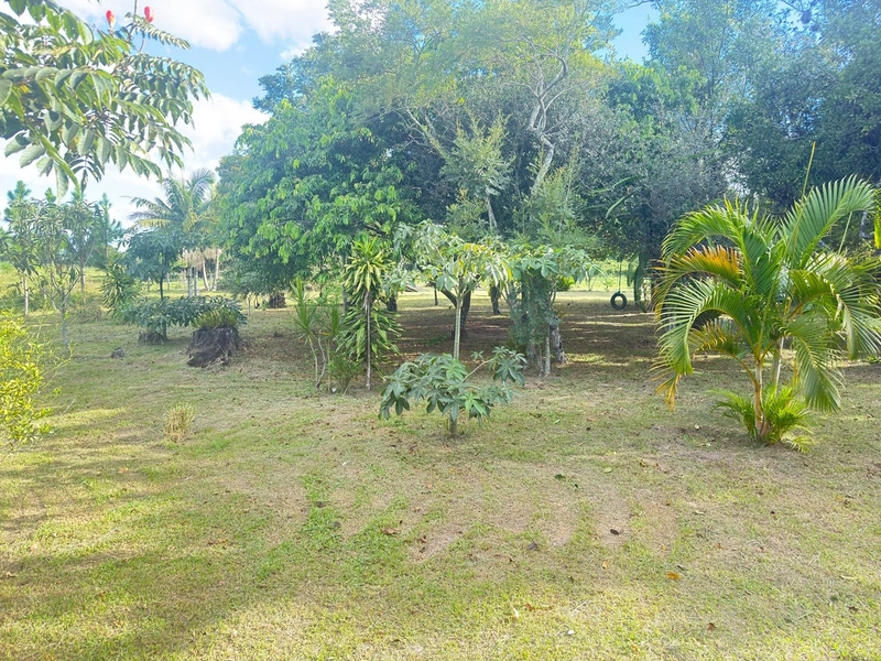 SÍTIO À VENDA PRÓXIMO À TERRA DE AREIA: 9ª foto da galeria de imagens do imóvel