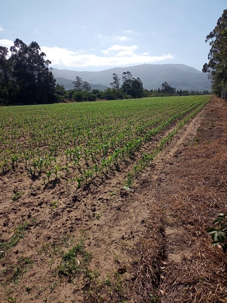 Área rural na Sanga Funda: 4ª foto da galeria de imagens do imóvel