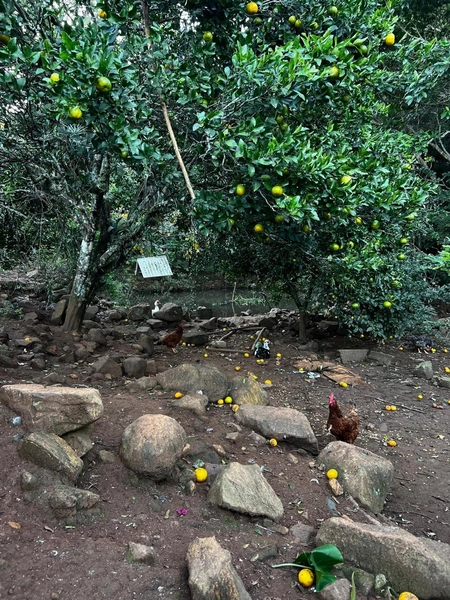 ÁREA COM CASA EM MAQUINÉ: 27ª foto da galeria de imagens do imóvel